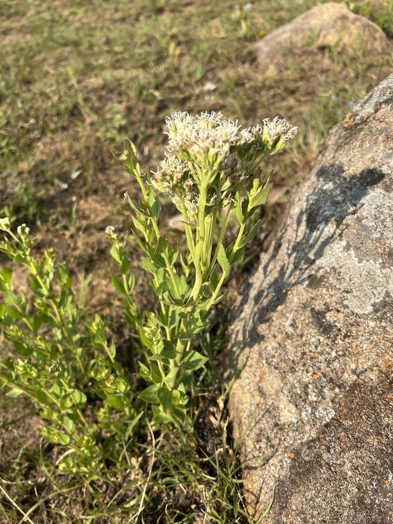 Stomatanthes africanus photo 5