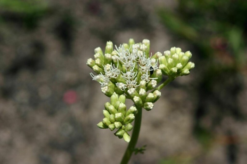 Stomatanthes africanus photo 6