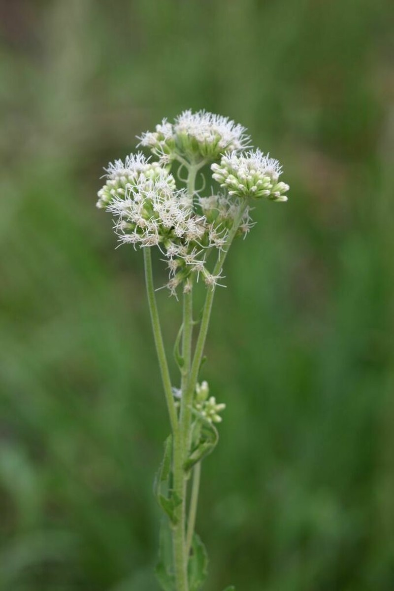 Stomatanthes africanus photo 7