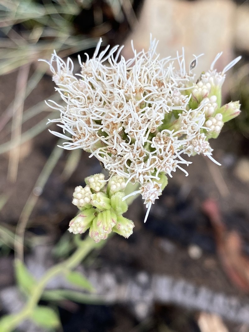 Stomatanthes africanus photo 8