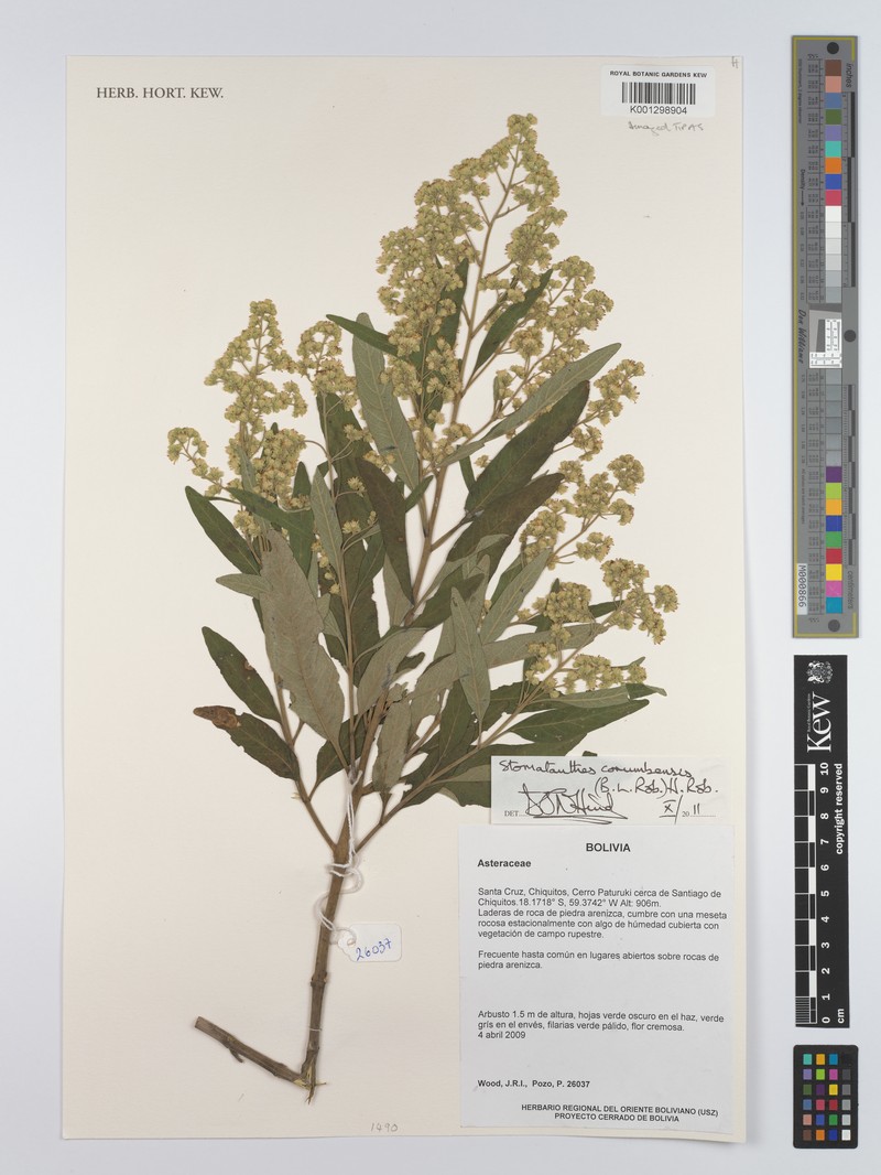 Stomatanthes corumbensis photo 2