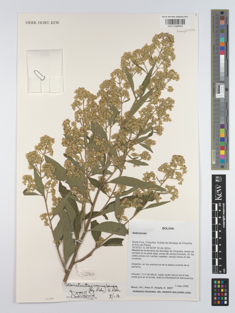 Stomatanthes corumbensis photo 3