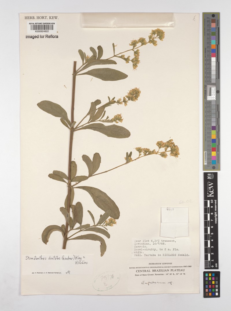 Stomatanthes dentatus