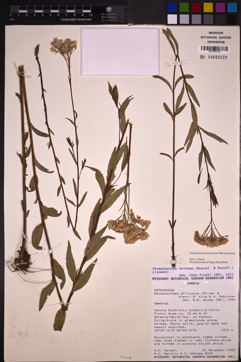 Stomatanthes helenae