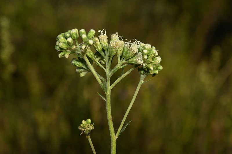 Stomatanthes oblongifolius