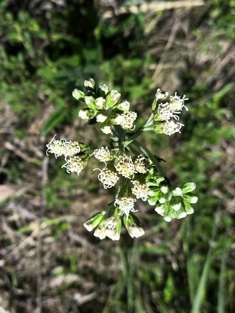 Stomatanthes oblongifolius photo 2
