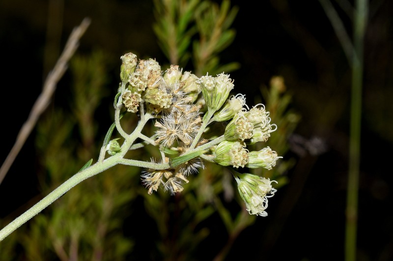 Stomatanthes oblongifolius photo 3
