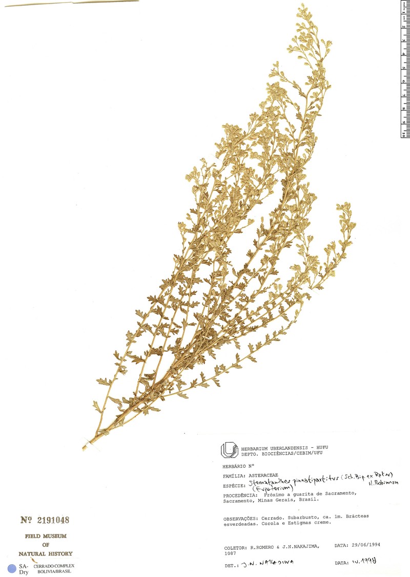 Stomatanthes pinnatipartitus
