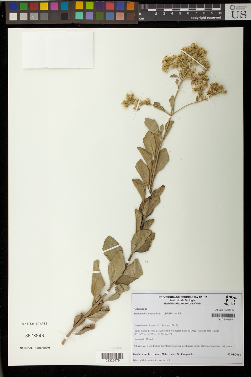Stomatanthes polycephalus