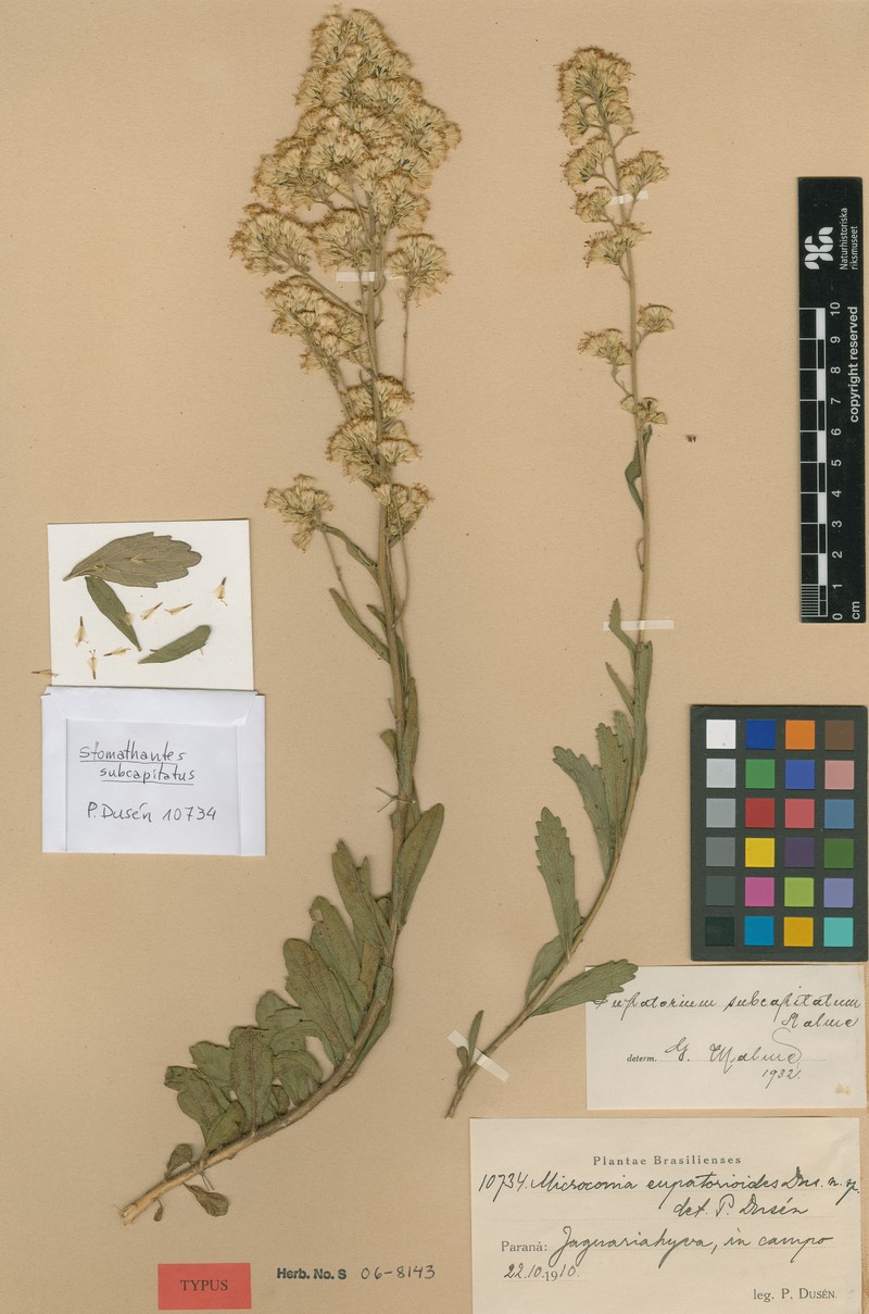 Stomatanthes subcapitatus