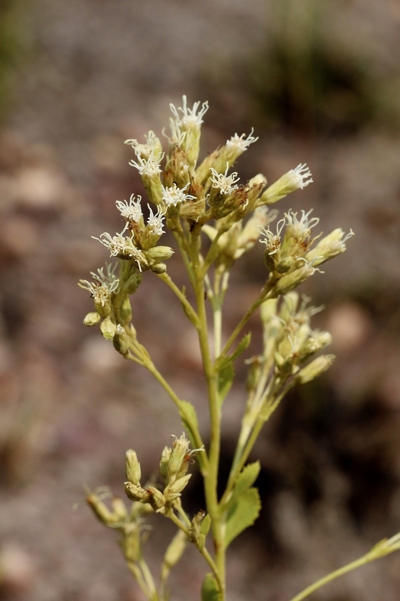 Stomatanthes trigonus