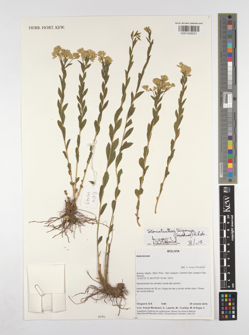 Stomatanthes trigonus photo 3