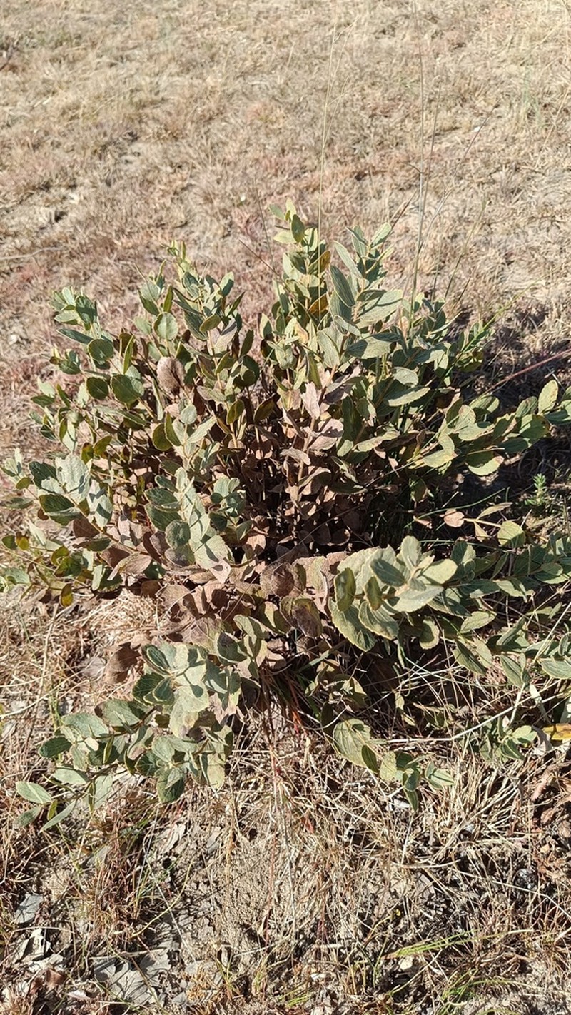 Stomatanthes tundavalaensis
