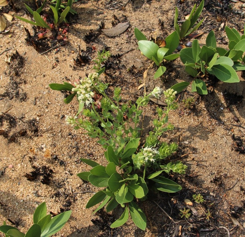 Stomatanthes tundavalaensis photo 3