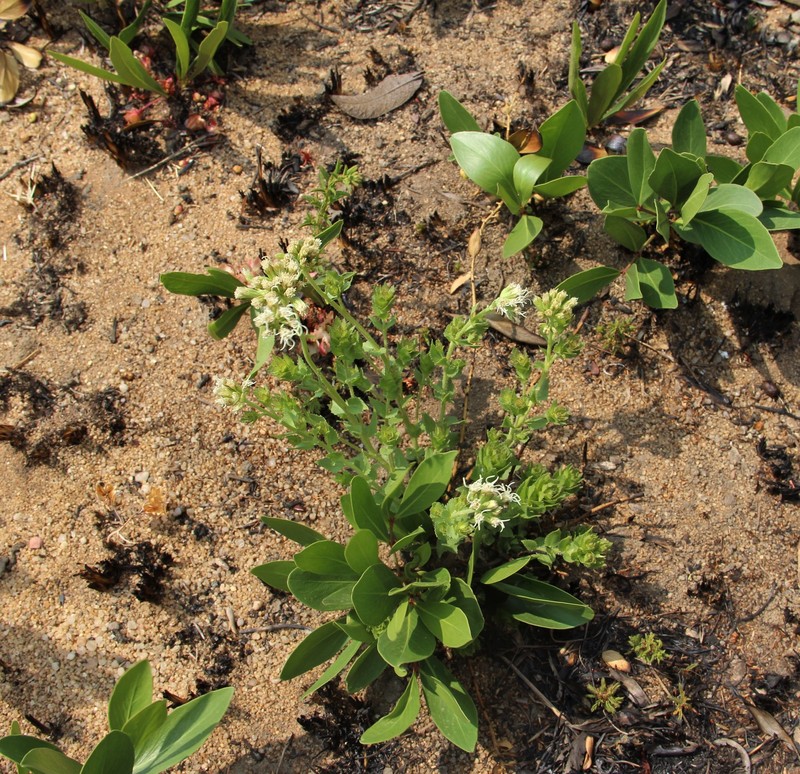 Stomatanthes tundavalaensis photo 4
