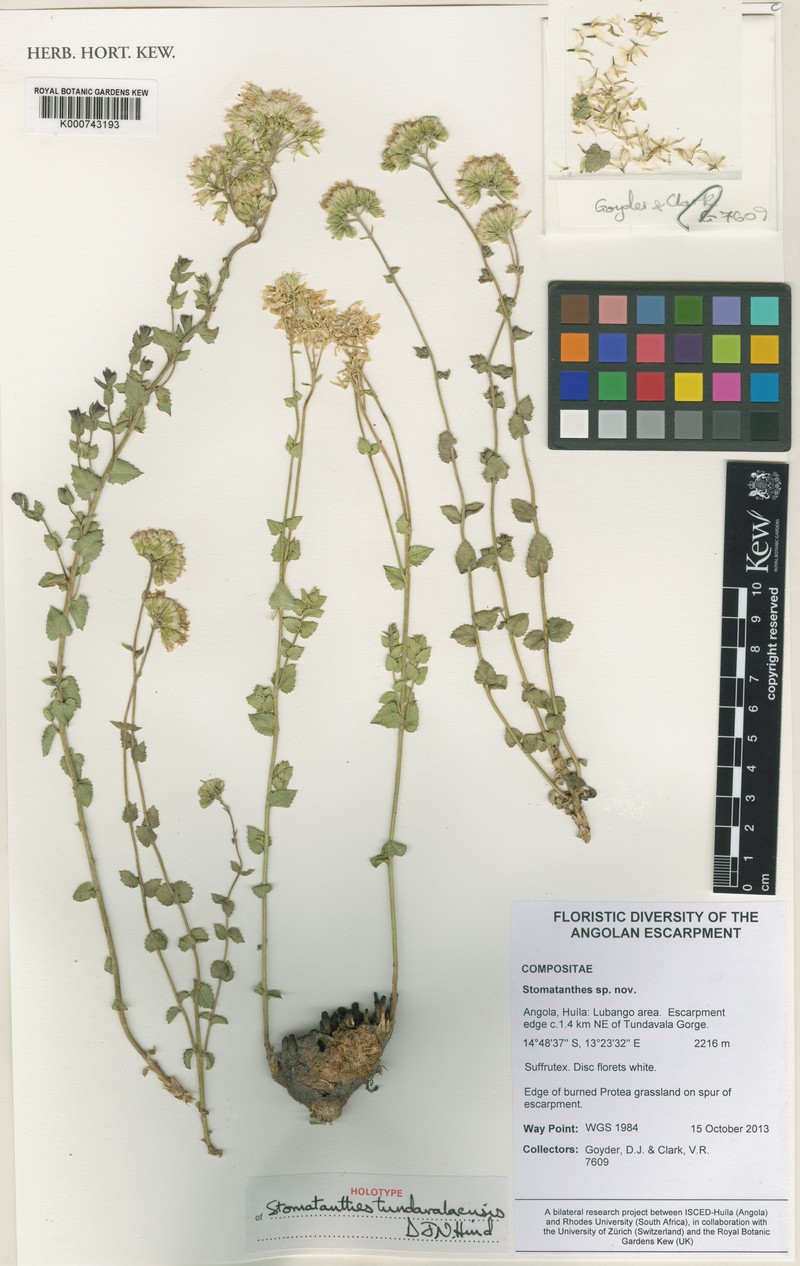 Stomatanthes tundavalaensis photo 5