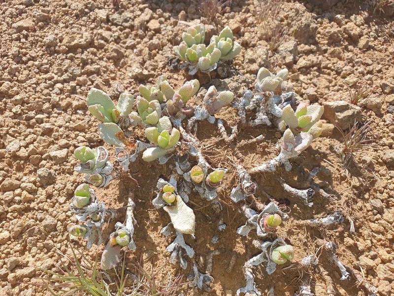 Stomatium bolusiae