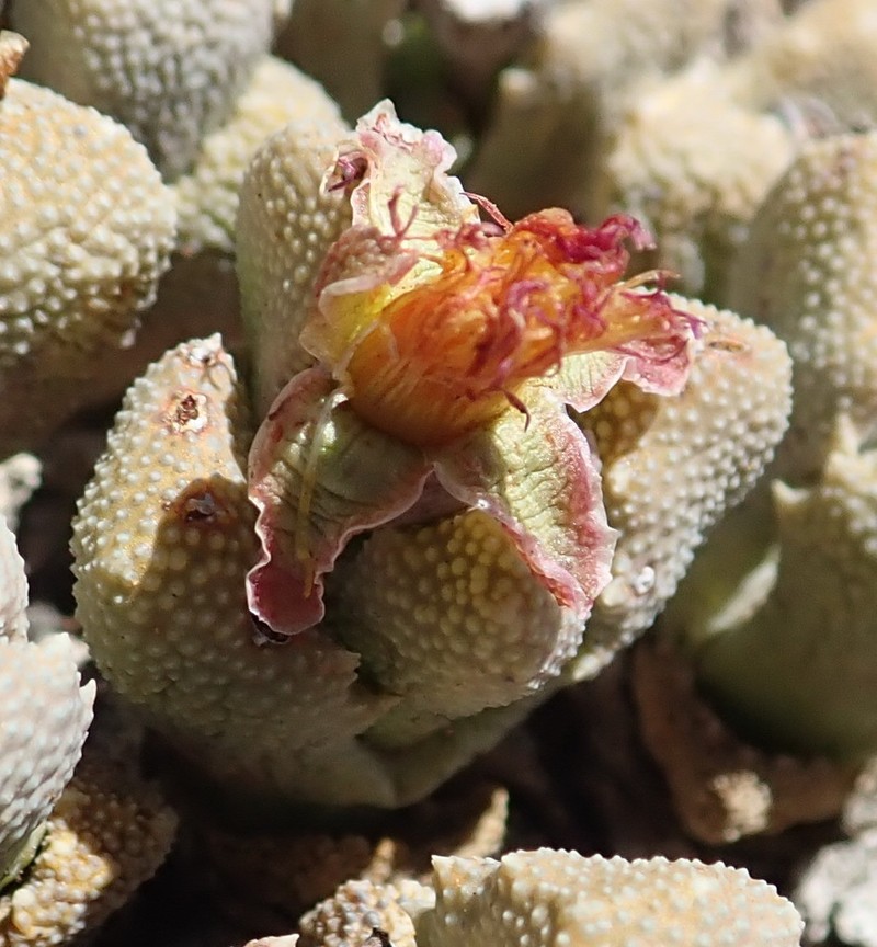 Stomatium bolusiae photo 2