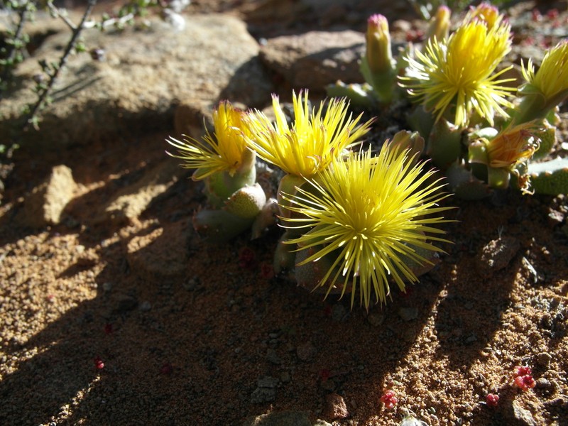 Stomatium bolusiae photo 3