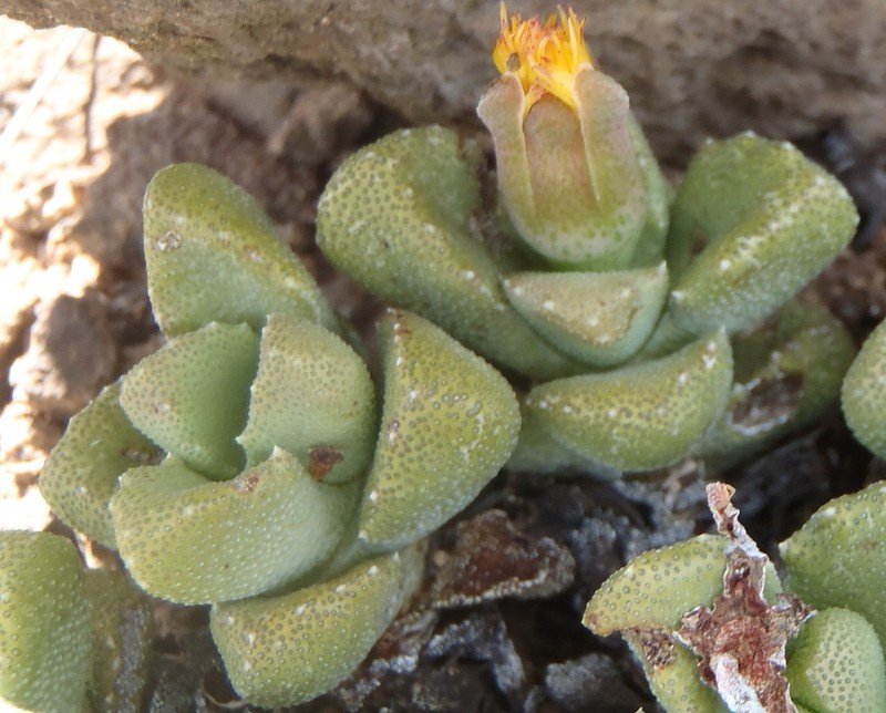 Stomatium bolusiae photo 4