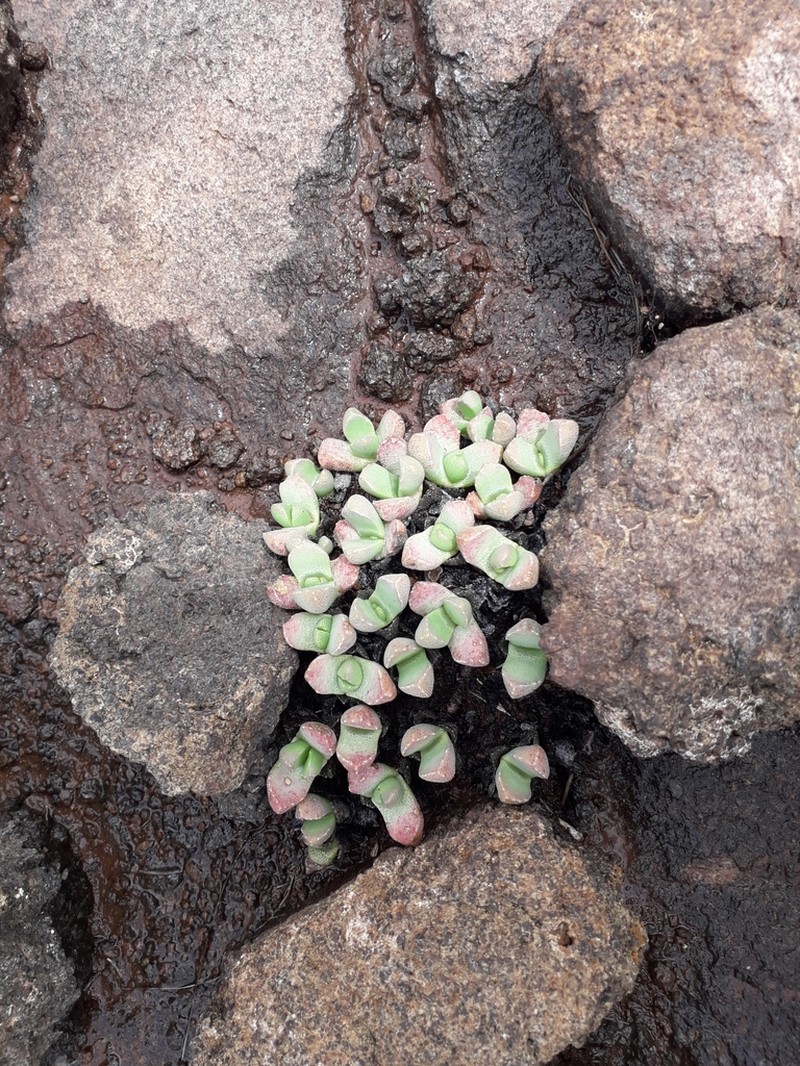 Stomatium bolusiae photo 5