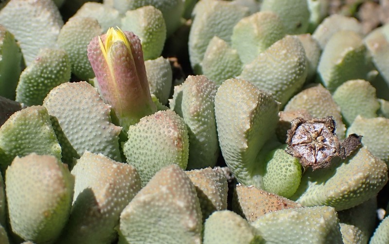 Stomatium bolusiae photo 6
