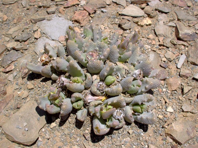 Stomatium bolusiae photo 7