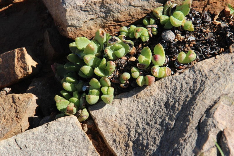 Stomatium bolusiae photo 8
