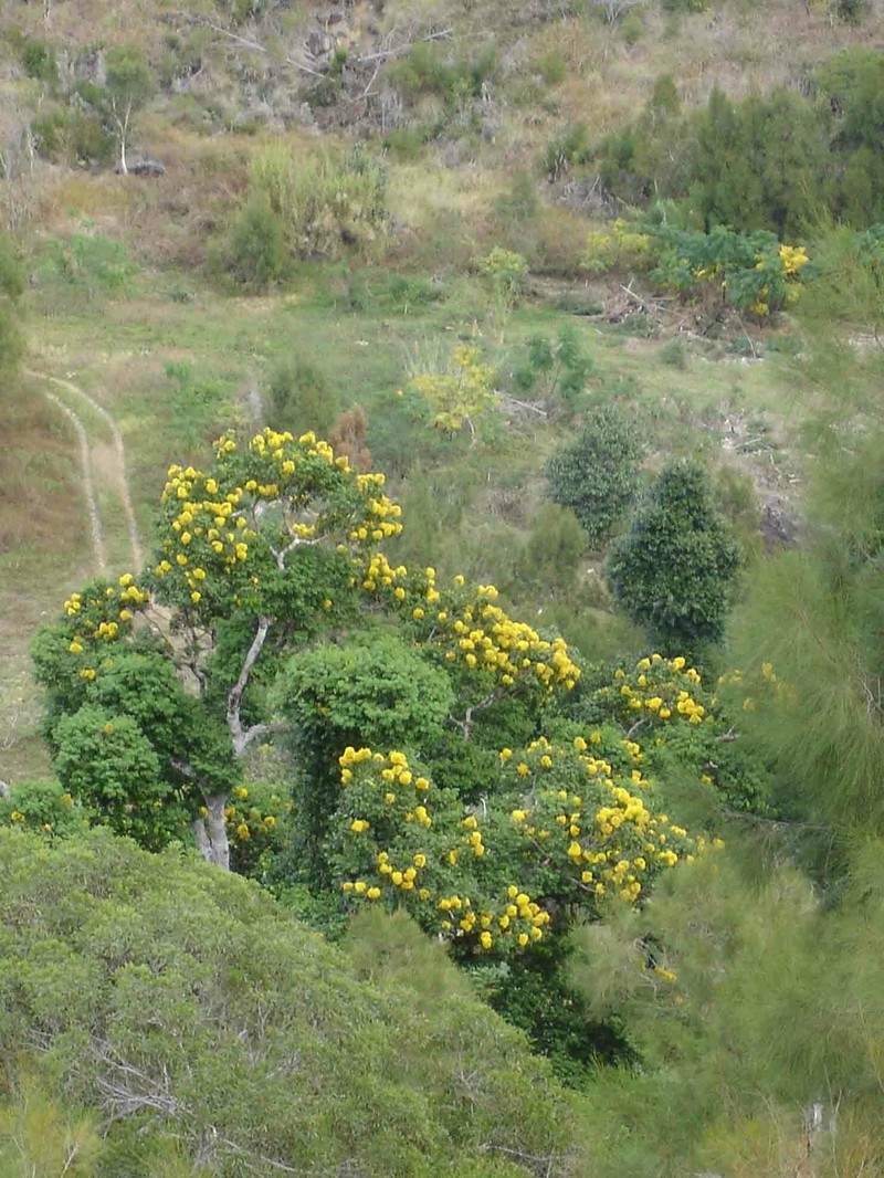 Storckiella pancheri subsp. pancheri