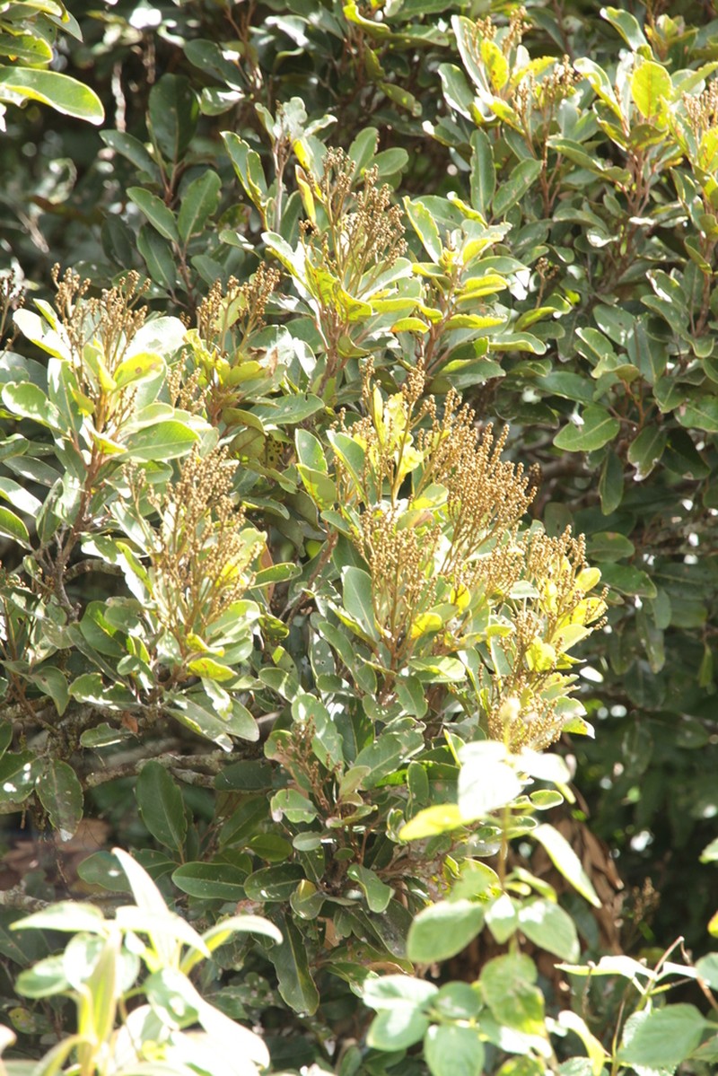 Storthocalyx corymbosus