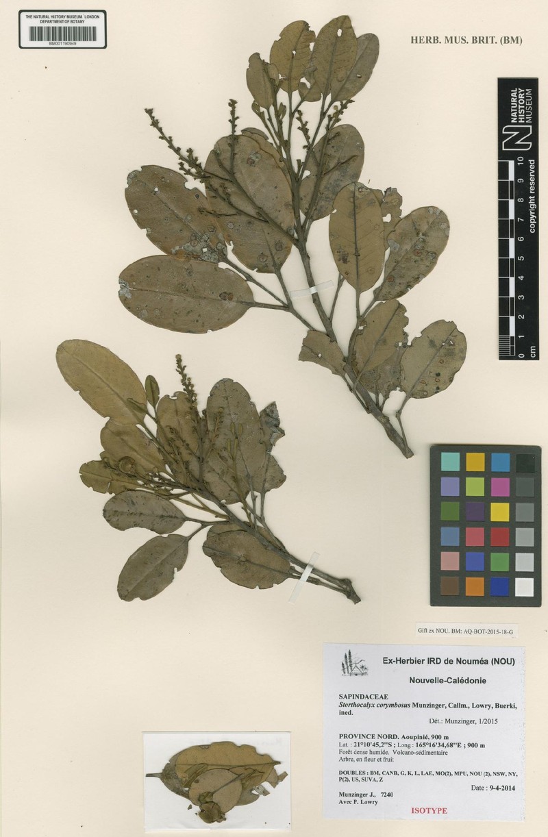 Storthocalyx corymbosus photo 2