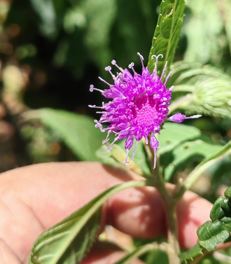 Stramentopappus pooleae photo 4