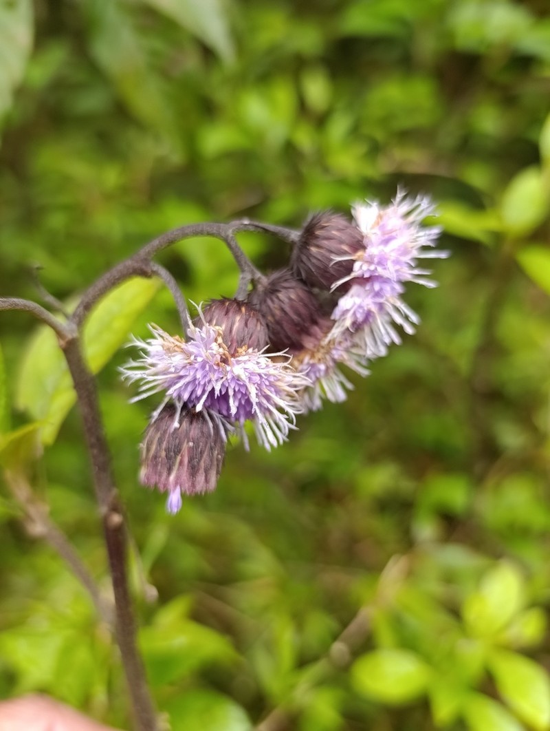 Stramentopappus pooleae photo 5
