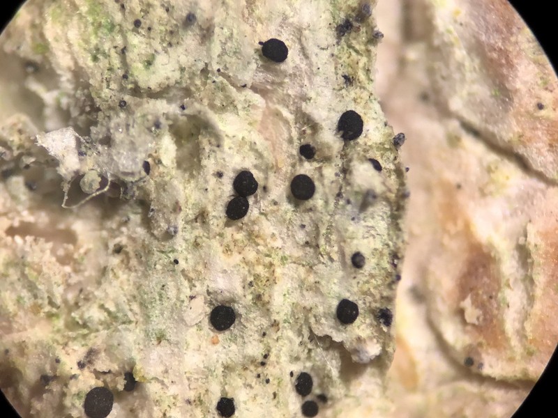 Strangospora Lichen