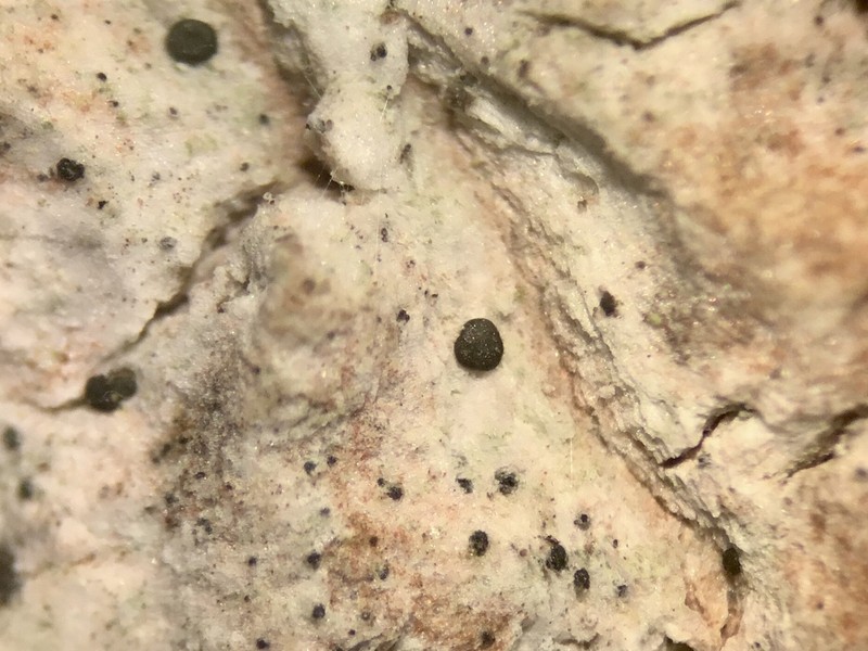 Strangospora Lichen photo 2