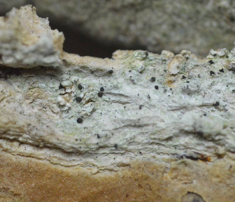 Strangospora Lichen photo 3