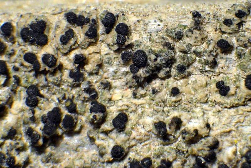 Strangospora Lichen photo 4