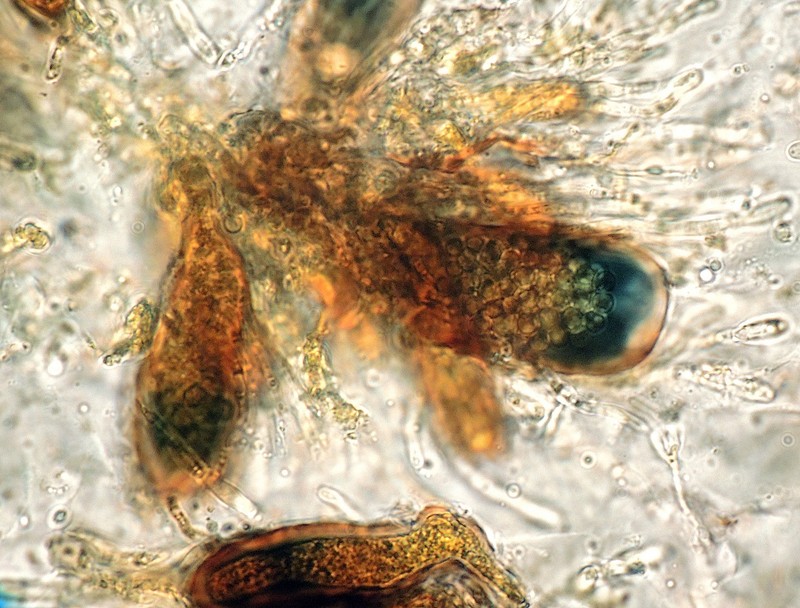 Strangospora Lichen photo 5