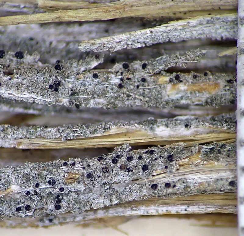 Strangospora Lichen photo 6