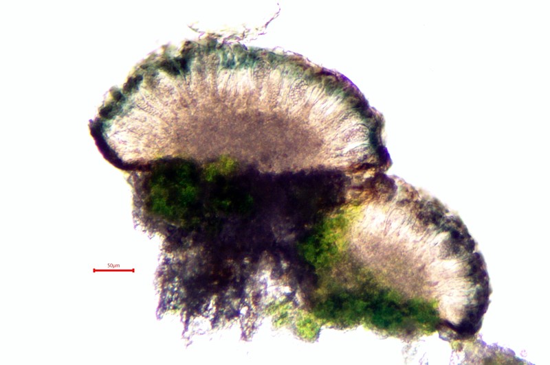 Strangospora Lichen photo 7