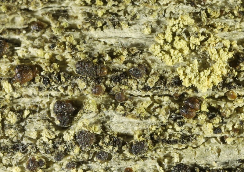 Strangospora Lichen