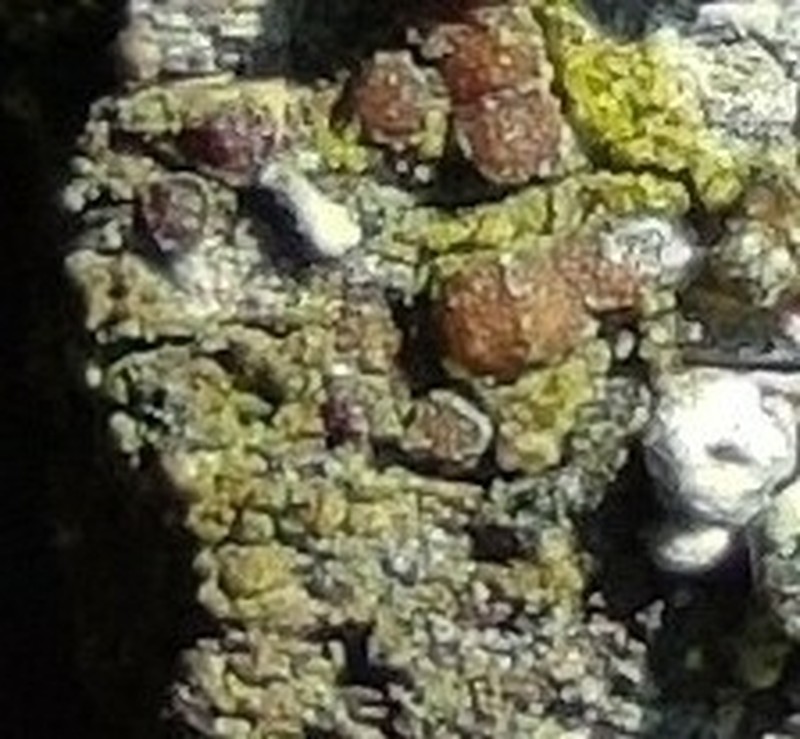 Strangospora Lichen photo 2
