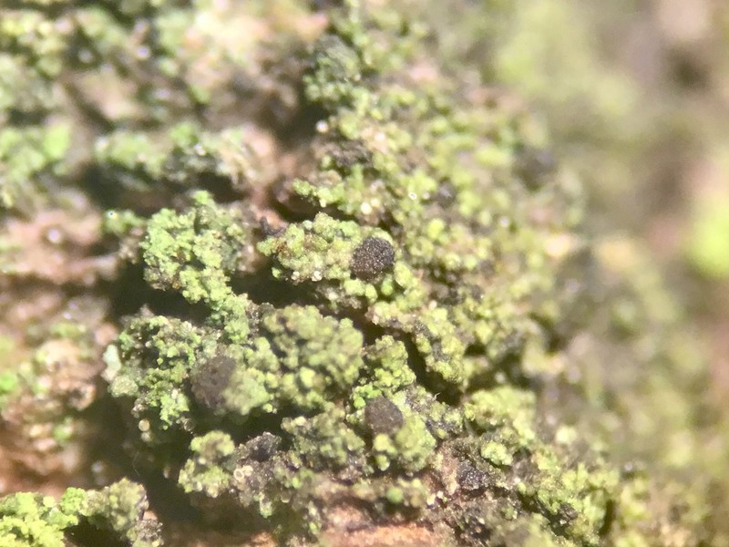 Strangospora Lichen photo 3