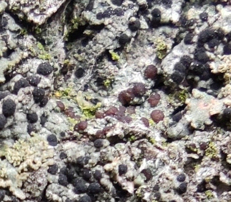 Strangospora Lichen photo 4