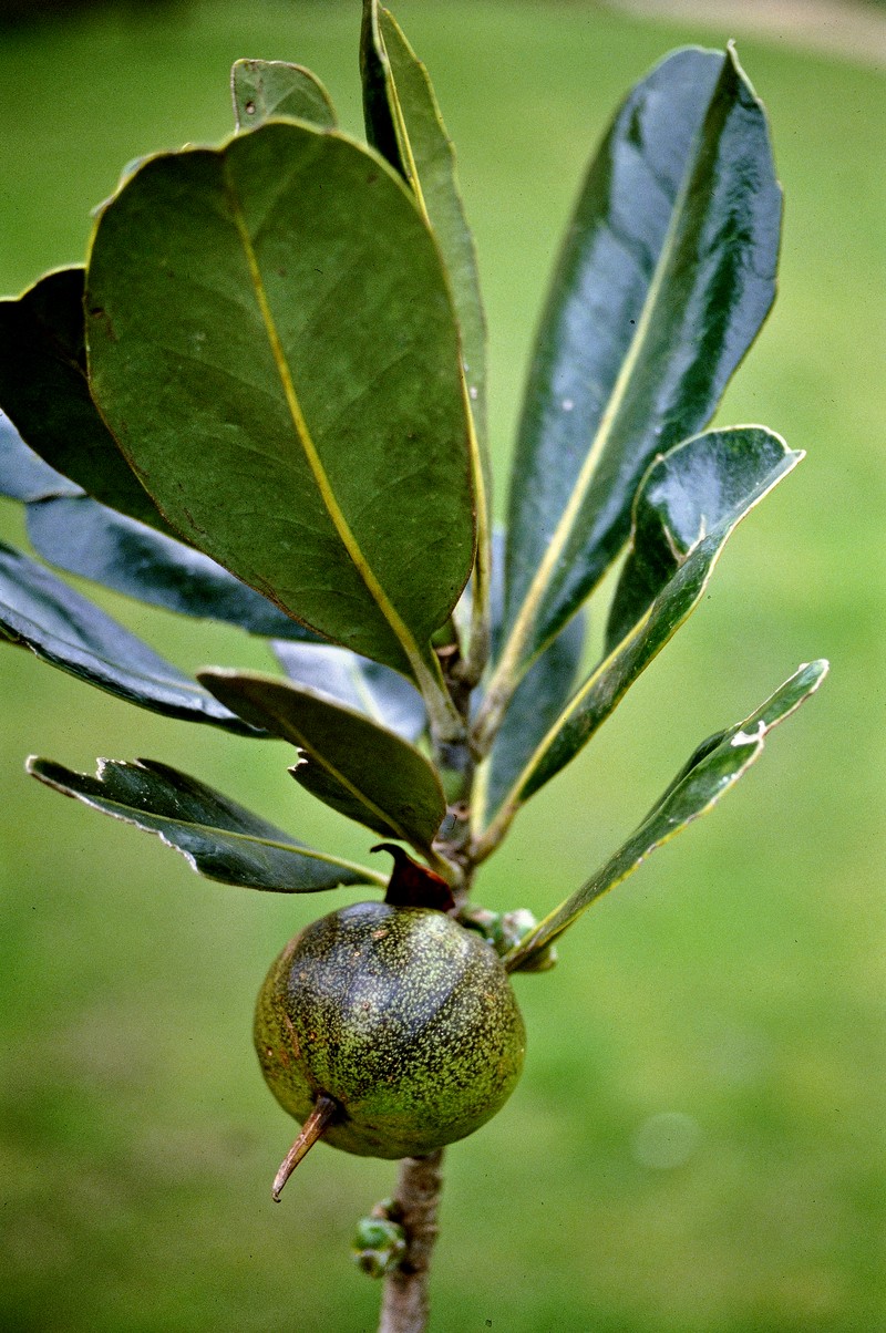 Strasburgeria robusta