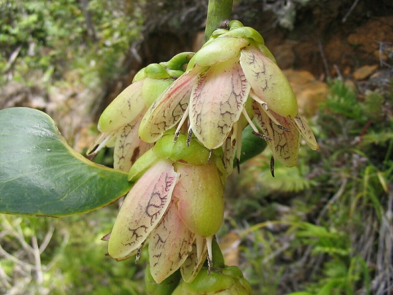 Strasburgeria robusta photo 2