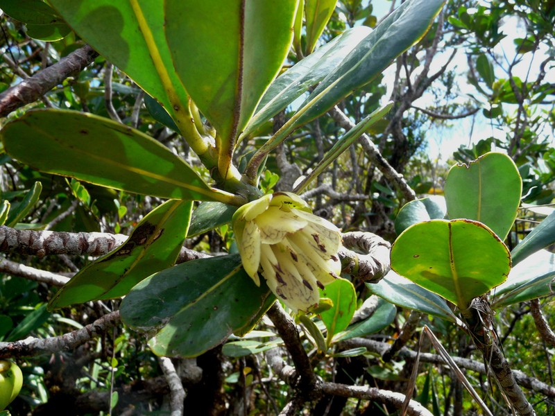 Strasburgeria robusta photo 3