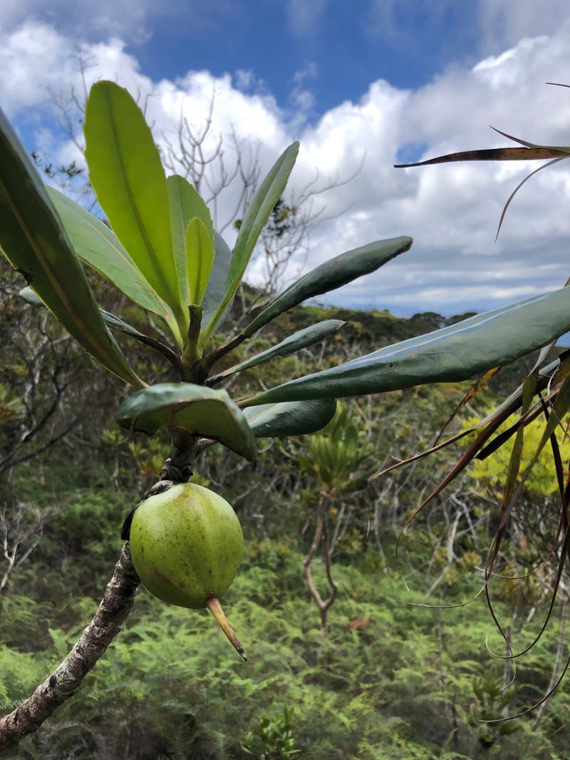 Strasburgeria robusta photo 4