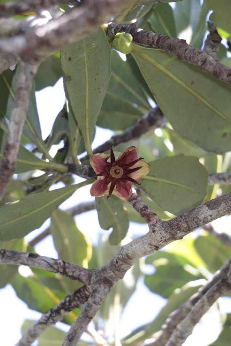 Strasburgeria robusta photo 6