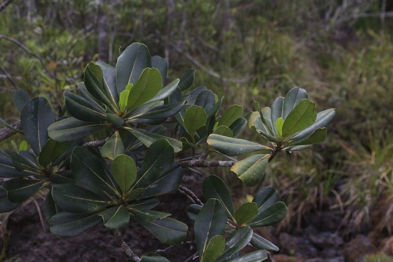 Strasburgeria robusta photo 8